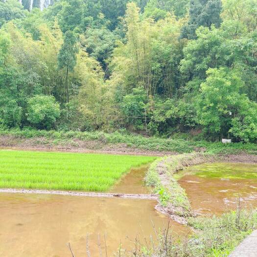 重庆市荣昌铜鼓镇100亩基本农田出zu