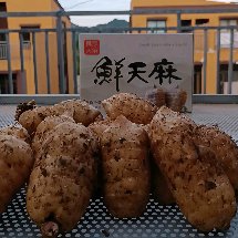 正宗云南小草坝天麻，试吃批发选这里，世界天麻原产地。现挖现发