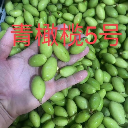 广州潮汕甜橄榄