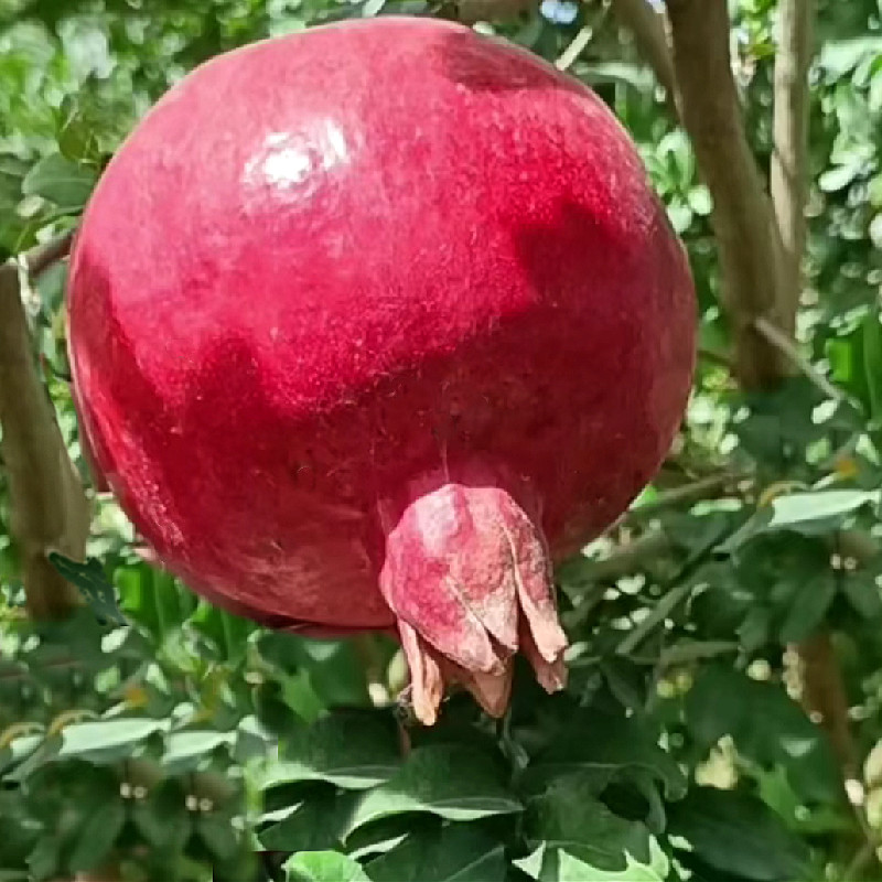 新疆石榴和田包邮批发喀什当季新鲜水果硬籽酸甜石榴