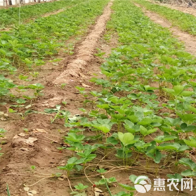 白草莓苗四季结果盆栽 奶油草莓苗红颜草莓苗家庭阳台南北方种植