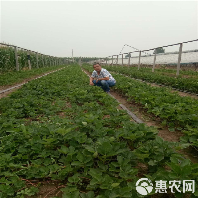 白草莓苗四季结果盆栽 奶油草莓苗红颜草莓苗家庭阳台南北方种植