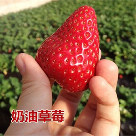 东海县白草莓苗四季结果盆栽 奶油草莓苗红颜草莓苗家庭阳台南北方种植