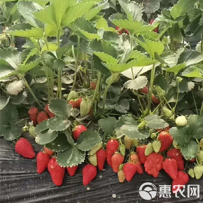 白草莓苗四季结果盆栽 奶油草莓苗红颜草莓苗家庭阳台南北方种植