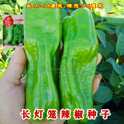 【批发】早熟薄皮辣椒种子薄皮大果泡椒种籽青椒皱皮虎皮椒春季