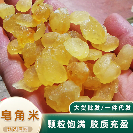 皂角米单夹双荚云南天然野生雪莲子无硫皂角米现货批发