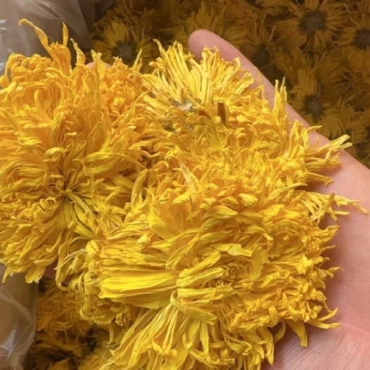 成都安徽金丝皇菊