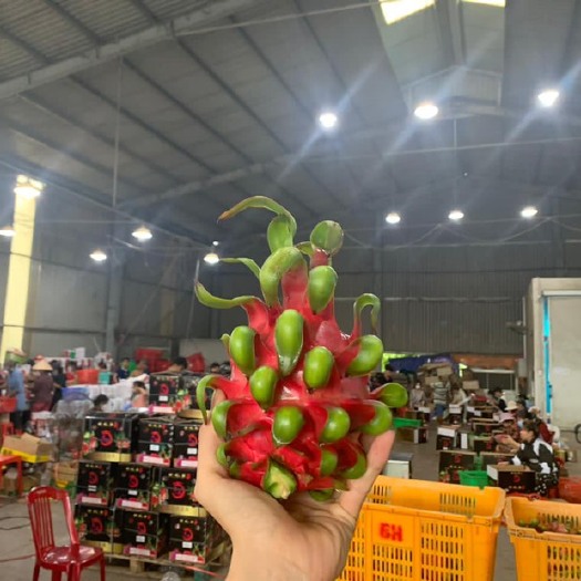 广州越南红心火龙果，无瑕疵大果A货大量有货新鲜采摘，一手货源