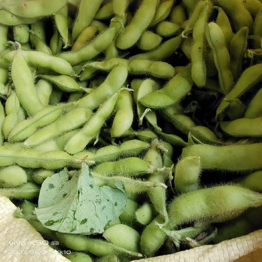 郯城县毛豆