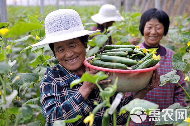 黄瓜农药套餐组合靶斑小黄点霜霉白粉灰霉角斑疫病褐斑黄瓜杀菌剂