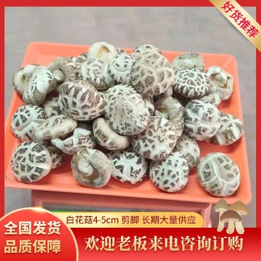 随县白花菇 种植基地直销 剪脚 常年供应大批量 白花菇4-5cm