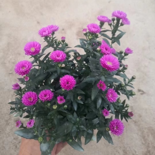 翠菊