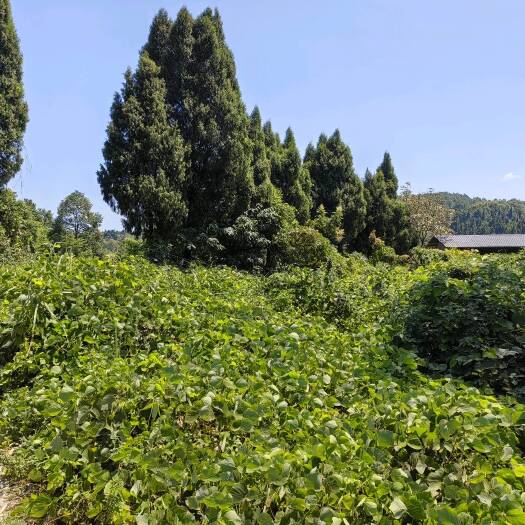 重庆市北碚区柳荫镇5个指标出shou80万