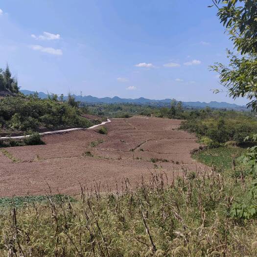 重庆市渝北200亩蔬菜种植出zu