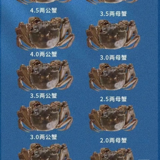 天津七里海河蟹