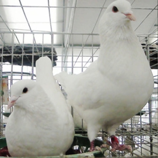 沭阳县种鸽，孵化种蛋、食用鸽子蛋！