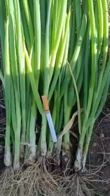 鸡泽县小葱大量上市