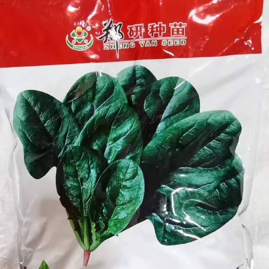 郑研种苗鼎耐2号 鼎耐二号菠菜种子 直立菠菜种子原种10斤