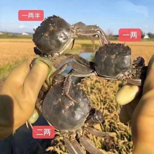 盘山县自家河蟹人工喂养高梁玉米河蟹肥的流油，有想吃到正宗河蟹联系我