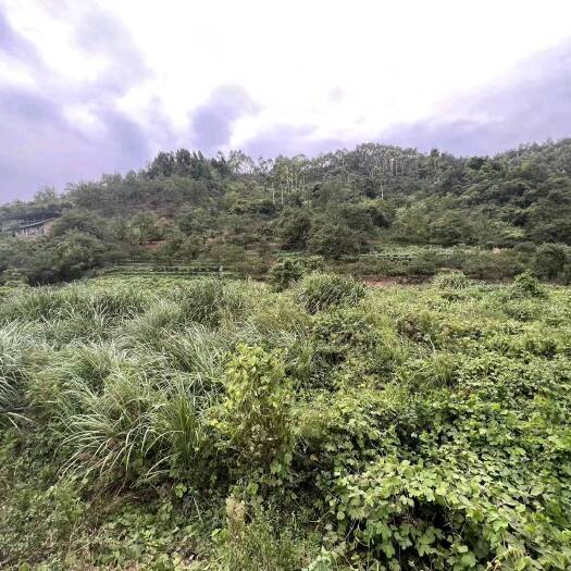 重庆市壁山区30亩露营耍水基地出zu