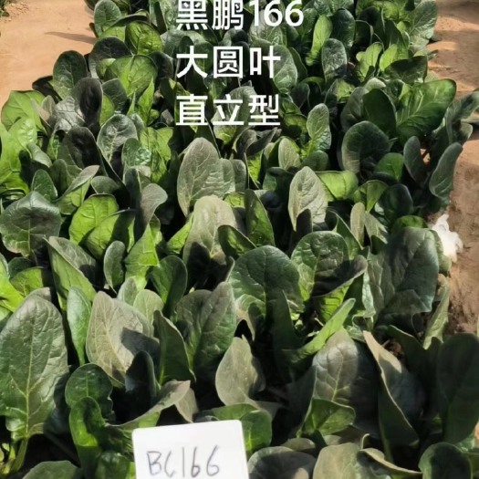 郑研黑鹏166杂交菠菜种子10斤装黑厚圆叶抗霜霉病耐寒耐热菠