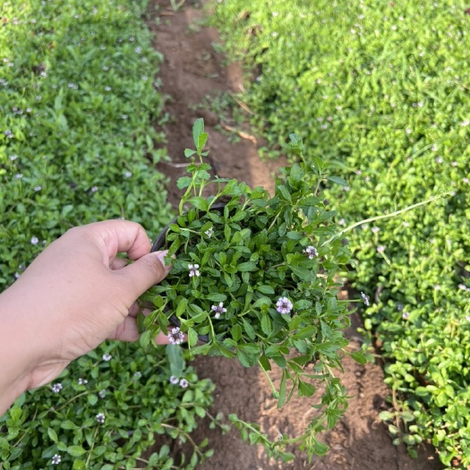青州市姬岩垂草双色杯   袋苗  工程专用苗