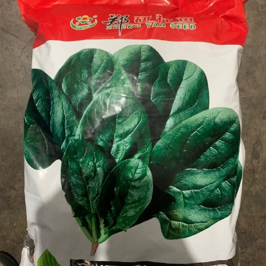 郑研种苗黑钻202菠菜种子一袋净含量5kg原装正品新日期