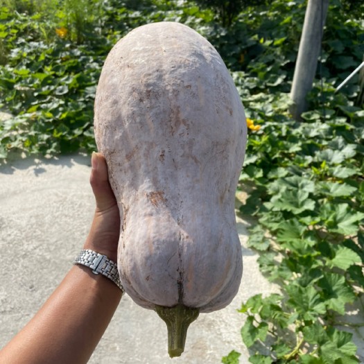资阳蜜本，板栗，贝贝，金香南瓜，价格美丽，品质管控