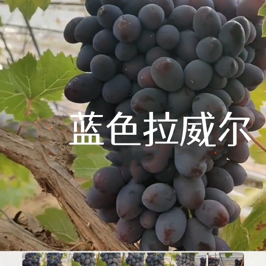 卢龙县蓝色拉威尔葡萄苗