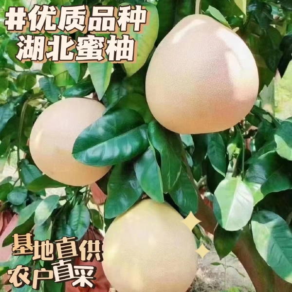 红心蜜柚/白心蜜柚/湖北优质出品