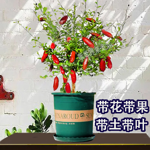 灵山县手指柠檬树苗嫁接果苗带果室内盆栽可食用鲜果广东香水柠檬树苗