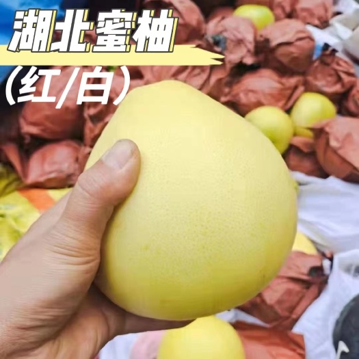 松滋市湖北蜜柚，品种齐全，大面积种植，白心红心均可大量供应全国