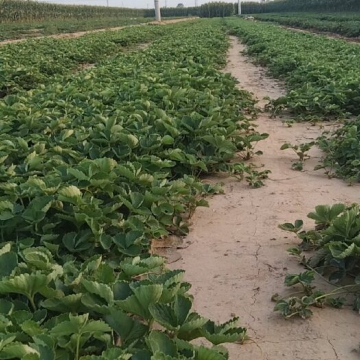 辛集市草莓苗甜茶理