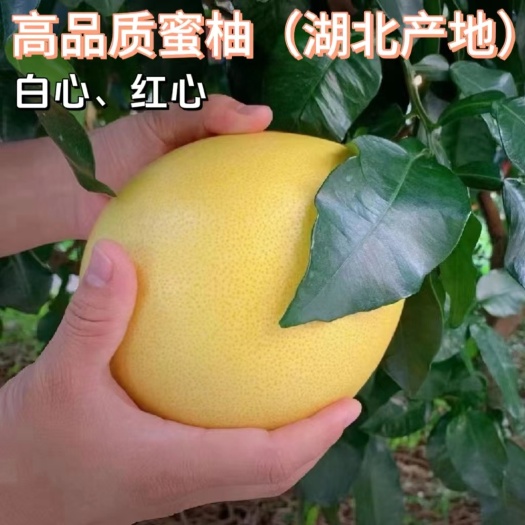 红心蜜柚，白心蜜柚，柚子，精品果，湖北产地