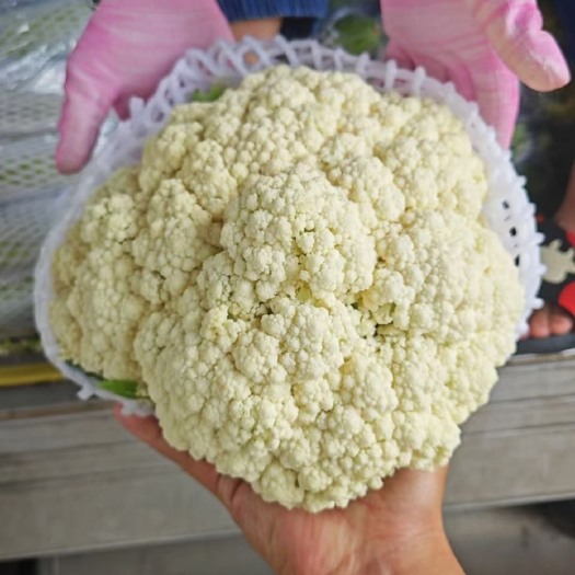博爱县河南精品花菜大量新鲜上市，品相好价格优