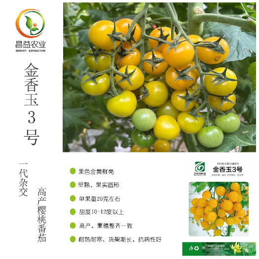 寿光市金香玉3号黄色樱桃番茄种子 高甜度黄色圆形玲珑小柿子圣女果种