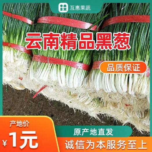 泸西县云南红河泸西黑葱、红葱、小香葱