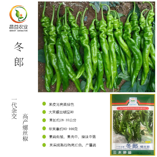 寿光市冬郎螺丝椒种子三木越冬耐寒大果螺丝椒辣椒种子颜色黄绿螺旋度好