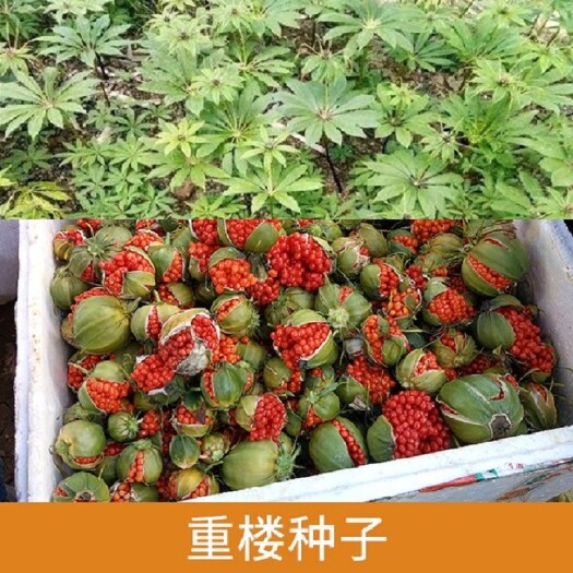 重庆市正宗重楼种子粉质滇楼七叶一枝花华重楼独角莲种子材种子