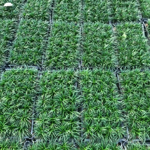 常德玉龙草-矮麦冬（盘苗）基地批发