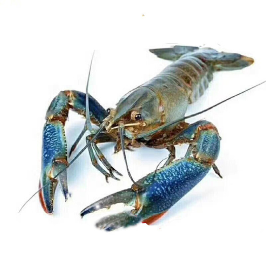 江门澳洲淡水小青龙澳洲小龙虾澳龙澳州蓝龙虾