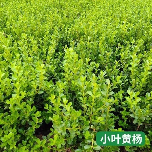 沭阳县小叶耐寒瓜子黄杨苗金边黄杨园林绿化道路色块庭院别墅绿篱树苗
