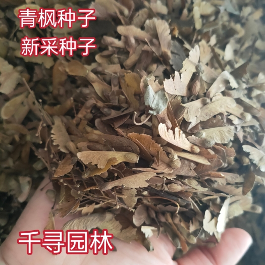 九江林木种子 青枫种子 鸡爪槭 青枫树种子 三角枫 红枫