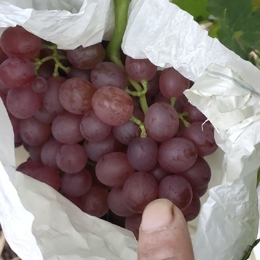 天津无核红宝石