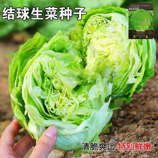 武汉结球生菜种孑美国甜脆汉堡意大利生菜种籽四季罗马奶油生菜籽