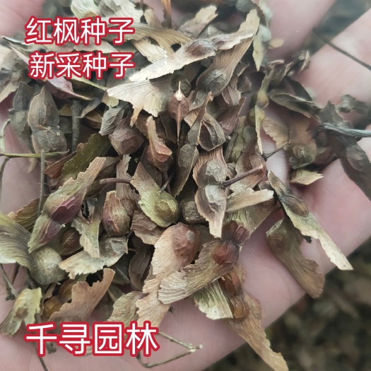 九江林木种子 国产红枫种子 红叶羽毛枫 红枫树种子 观叶风景树种