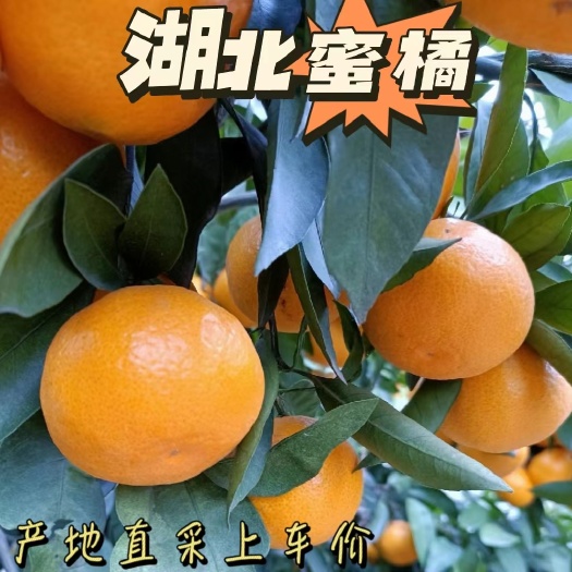 宜都市蜜橘，湖北蜜橘，地标农产品，产地大小果大量走车