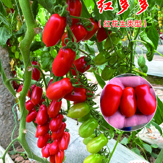 寿光市红多多 抗TY病毒409类型 红色花生 樱桃番茄种子