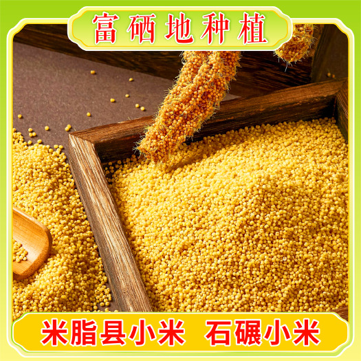 陕北黄小米谷地米脂黄小米富硒地种植石碾小米当季新米