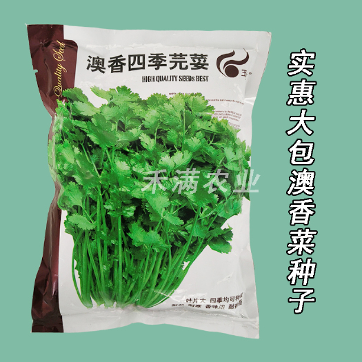 武汉四季大叶香菜种子香菜种籽大户种植农家庭院芫荽蔬菜种孑